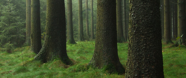 Zelena drevesa kot prikaz okoljskega trajnostnega pristopa